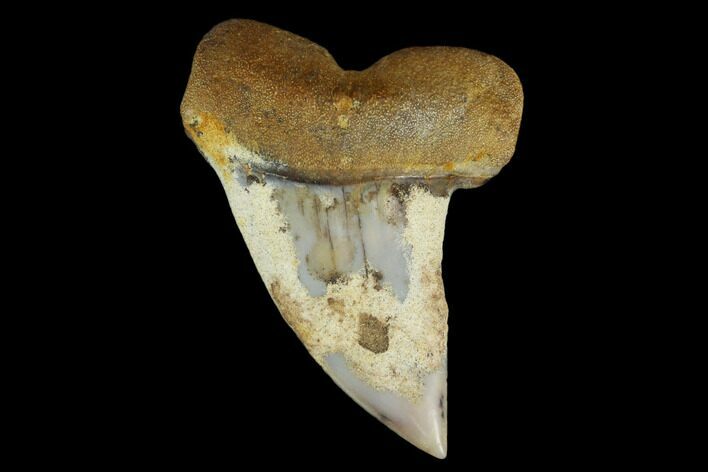 Colorful Mako/White Shark Tooth Fossil - Sharktooth Hill, CA #113942